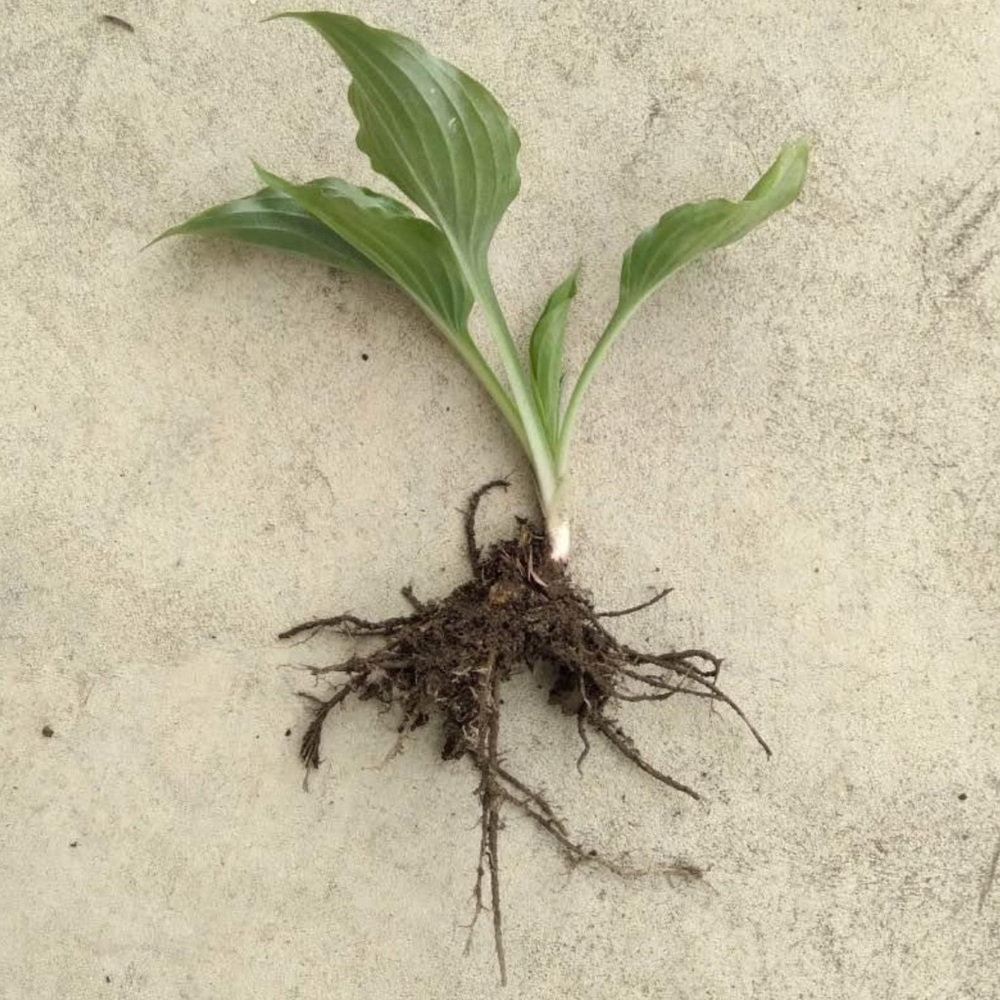 5 Hosta Plants (Sieboldiana Elegans) Solid Green Healthy Baby Hosta Plant bulbs